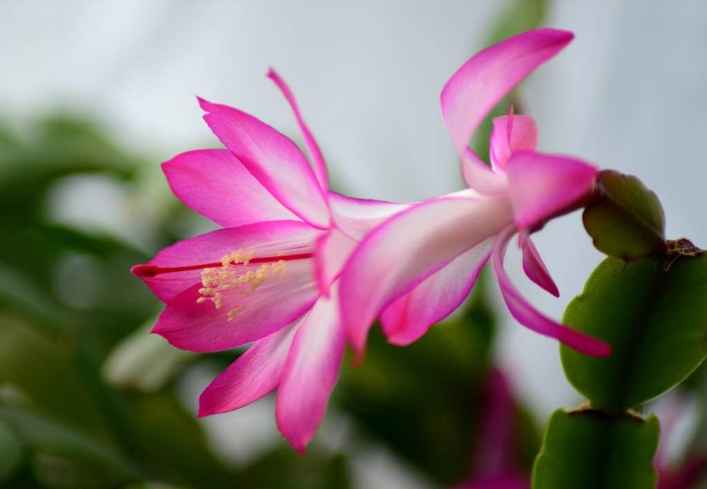 Pink & White Schlumbergera Flower seeds for Planting Long Bloom Season, Heirloom & GMO Free Seeds for Home Garden seeds for planting
