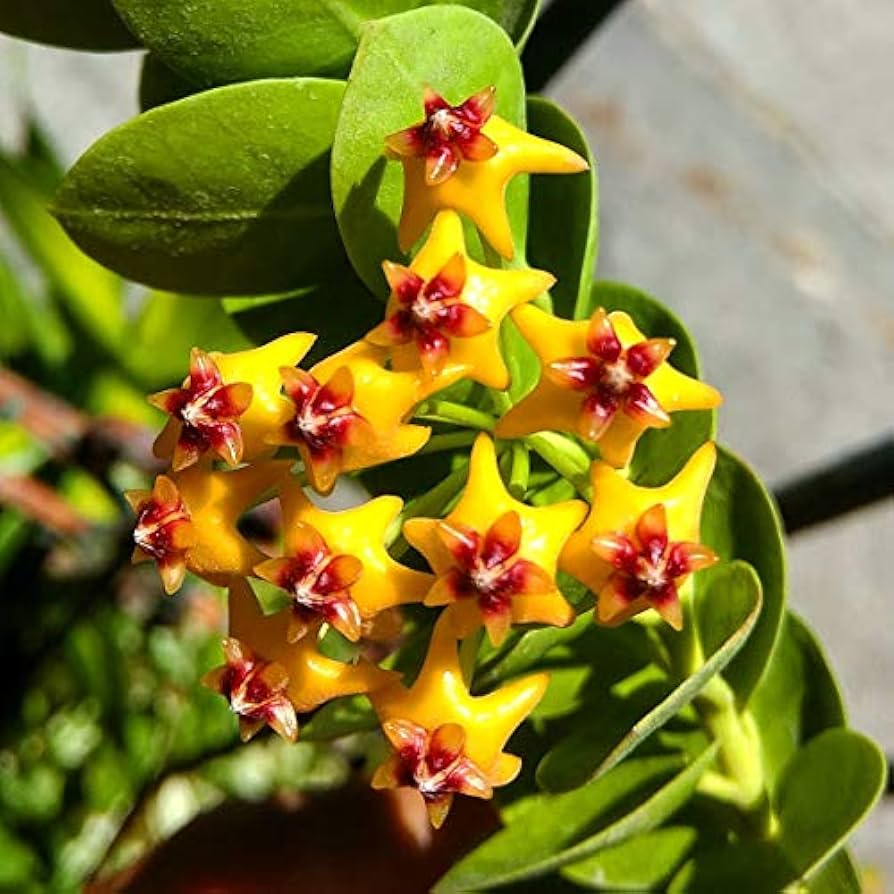 Premium Hoya Bloom Flower seeds for Planting Drought Tolerant, Heirloom & GMO Free Seeds for Home Garden seeds