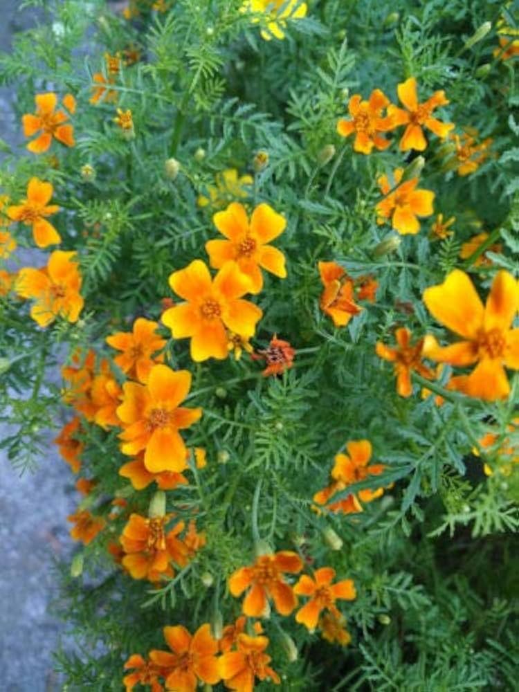 High quality Yellow Signet Marigold Flower seeds for Planting Compact Growth, Heirloom & GMO Free Seeds for Home Garden seeds pack