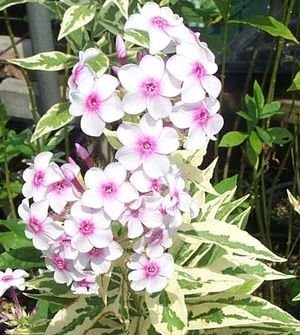 White Pink Nora Leigh Flower seeds for Planting Long Bloom Season, Heirloom & GMO Free Seeds for Home Garden vegetable and garden seeds
