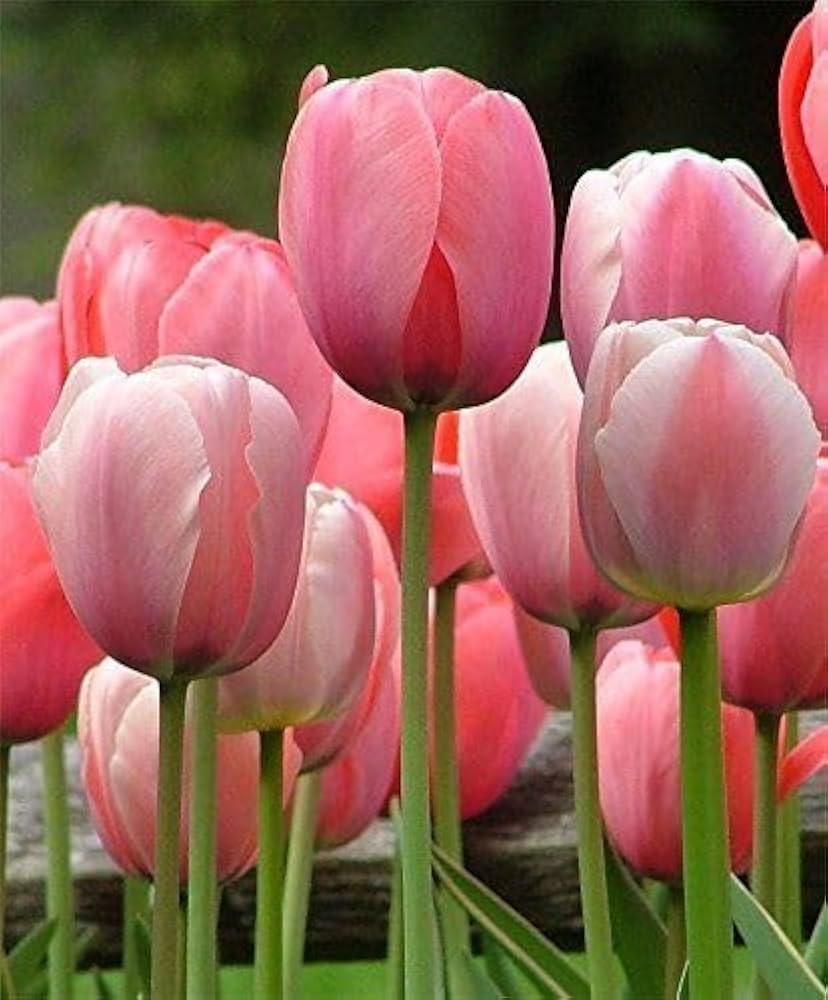 Tulip Flower seeds for Planting Pollinator Friendly Heirloom & GMO Free Seeds for Home Garden