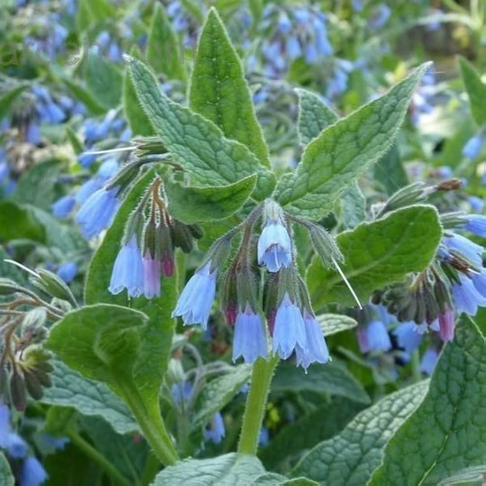 Premium Pink Symphytum Flower seeds for Planting Vibrant Colors, Heirloom & GMO Free Seeds for Home Garden seeds