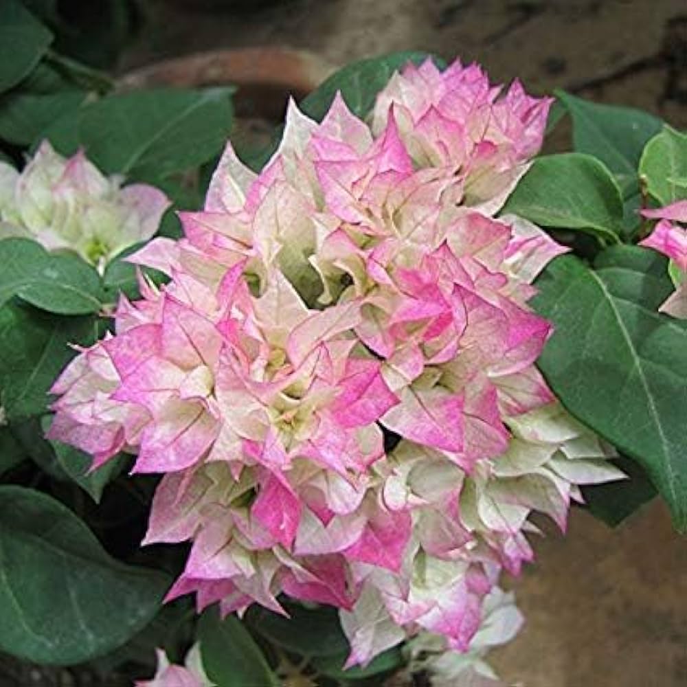 Pink & White Bougainvillea Flower seeds for Planting Perfect for Borders, Heirloom & GMO Free Seeds for Home Garden vegetable and garden seeds