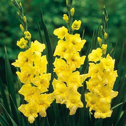 Yellow White Gladiolus Flower seeds for Planting Compact Growth Heirloom & GMO Free Seeds for Home Garden