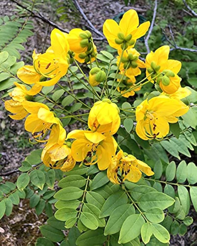 High quality Yellow Cassia Flower seeds for Planting Garden Favorite, Heirloom & GMO Free Seeds for Home Garden seeds pack