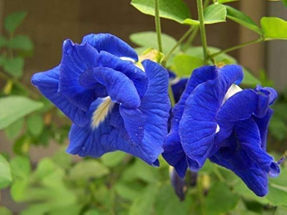 Premium Mix Ternatea Flower seeds for Planting Hardy Variety, Heirloom & GMO Free Seeds for Home Garden seeds
