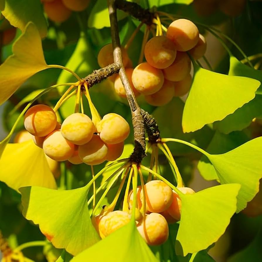 Ginkgo Seeds for Planting Ancient Trees - Evergrowseeds