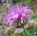 Purple Monarda Fistulosa Flower seeds for Planting Sun Loving, Heirloom & GMO Free Seeds for Home Garden seeds for planting