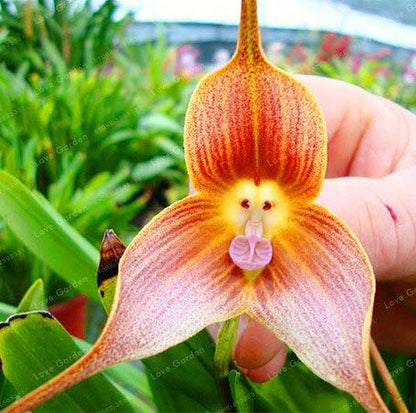 Heirloom Monkey Orchid Flower seeds for Planting Perfect for Borders Heirloom & GMO Free Seeds for Home Garden