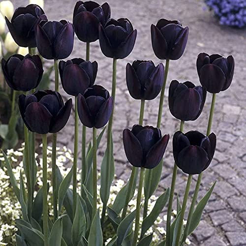 Black Tulip Flower seeds for Planting - Easy to Grow, Heirloom & GMO Free Seeds for Home Garden
