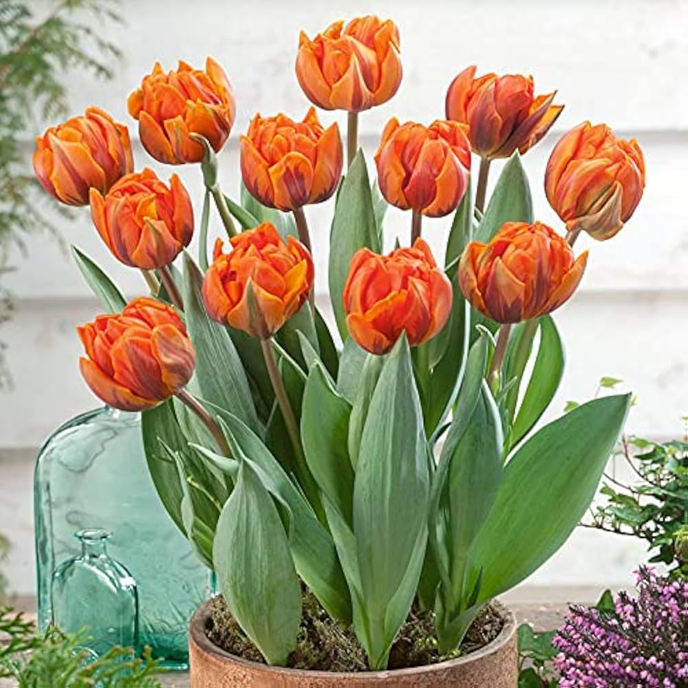 Orange Purple Tulip Flower seeds for Planting Hardy Variety Heirloom & GMO Free Seeds for Home Garden