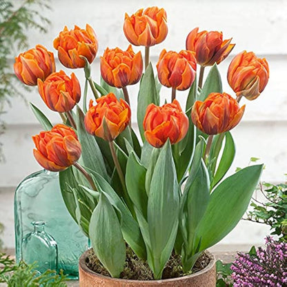 Orange Purple Tulip Flower seeds for Planting Hardy Variety Heirloom & GMO Free Seeds for Home Garden