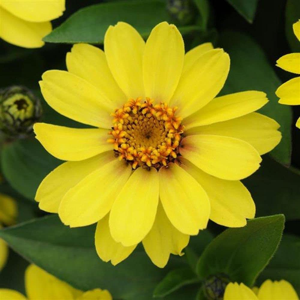 Light Yellow Zinnia Flower seeds for Planting Fragrant Blossoms, Heirloom & GMO Free Seeds for Home Garden vegetable and garden seeds