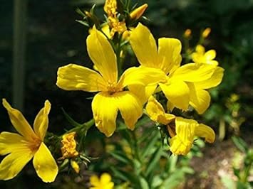 High quality Yellow Linum Flavum Flower seeds for Planting Shade Tolerant, Heirloom & GMO Free Seeds for Home Garden seeds pack