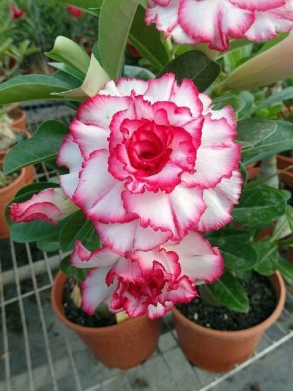 High quality Pink White Adenium Obesum Flower seeds for Planting Vibrant Colors, Heirloom & GMO Free Seeds for Home Garden seeds pack