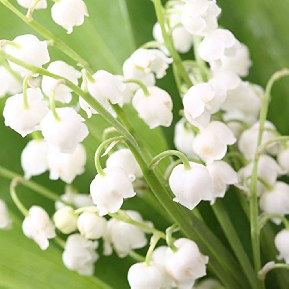 Heirloom Bell Orchid Flower seeds for Planting Fragrant Blossoms Heirloom & GMO Free Seeds for Home Garden