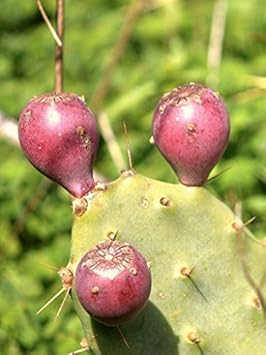 Pink Opuntia Flower seeds for Planting Colorful Display, Heirloom & GMO Free Seeds for Home Garden seeds for planting
