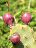 Pink Opuntia Flower seeds for Planting Colorful Display, Heirloom & GMO Free Seeds for Home Garden seeds for planting