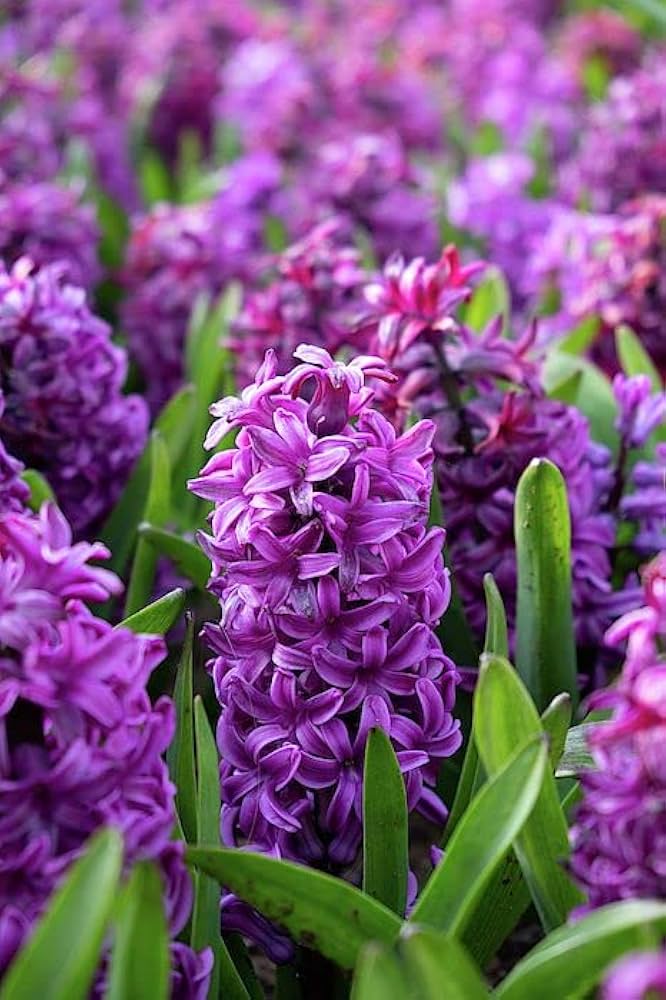 Hyacinth Purple Flower seeds for Planting Compact Growth, Heirloom & GMO Free Seeds for Home Garden vegetable and garden seeds