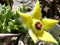 Stapelia Pulchella Flower seeds for Planting Cut Flower Favorite, Heirloom & GMO Free Seeds for Home Garden seeds for planting