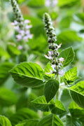 Basil Scented Flower seeds for Planting Drought Tolerant, Heirloom & GMO Free Seeds for Home Garden seeds for planting