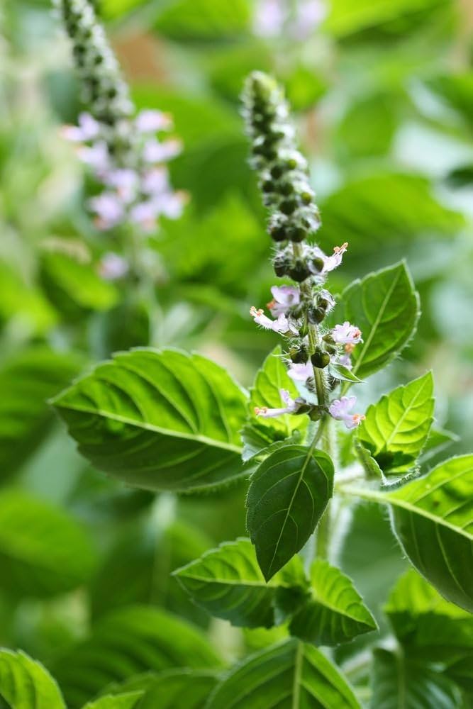 Basil Scented Flower seeds for Planting Drought Tolerant, Heirloom & GMO Free Seeds for Home Garden seeds for planting