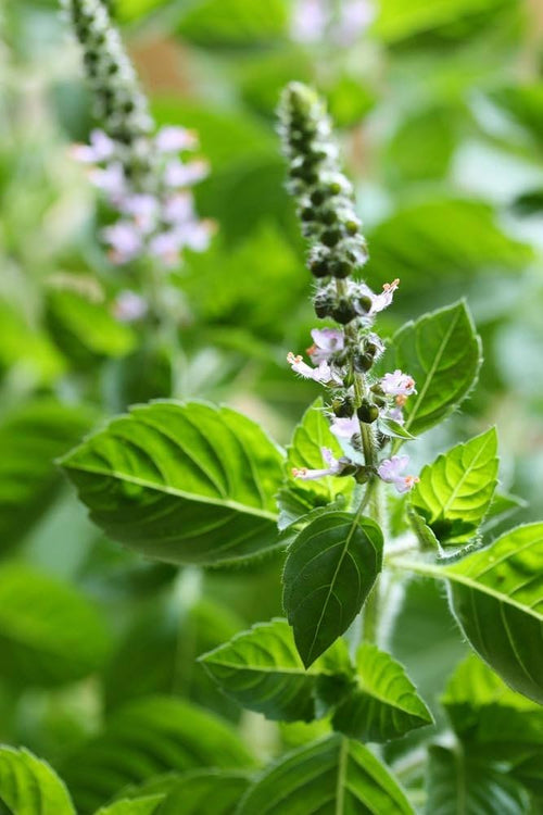 Basil Scented Flower seeds for Planting Drought Tolerant, Heirloom & GMO Free Seeds for Home Garden seeds for planting