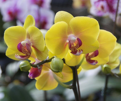 Yellow Orchid Formaldehyde Flower seeds for Planting - Low Maintenance, Heirloom & GMO Free Seeds for Home Garden