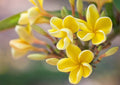 Yellow Egg Flower seeds for Planting Hardy Variety, Heirloom & GMO Free Seeds for Home Garden seeds for planting