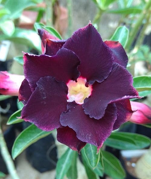 Dark Purple Adenium Obessum Flower seeds for Planting Shade Tolerant, Heirloom & GMO Free Seeds for Home Garden vegetable and garden seeds