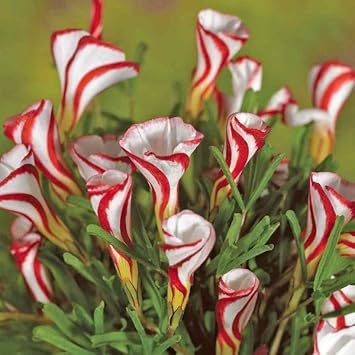 Oxalis Versicolor Flower seeds for Planting Cottage Garden Essential, Heirloom & GMO Free Seeds for Home Garden seeds for planting