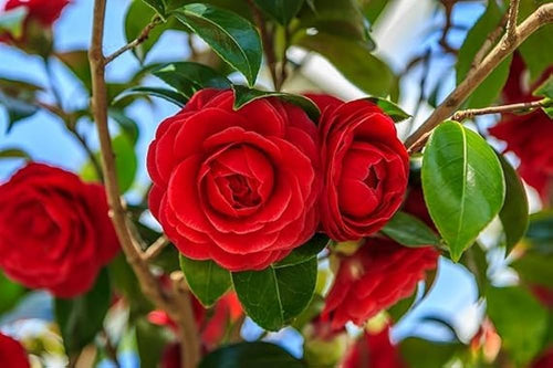 Camellia Burgundy Flower seeds for Planting Pollinator Friendly, Heirloom & GMO Free Seeds for Home Garden seeds for planting