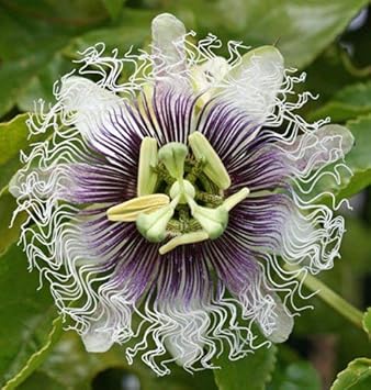 Purple Passion Flower seeds for Planting Compact Growth, Heirloom & GMO Free Seeds for Home Garden seeds for planting