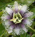 Purple Passion Flower seeds for Planting Compact Growth, Heirloom & GMO Free Seeds for Home Garden seeds for planting