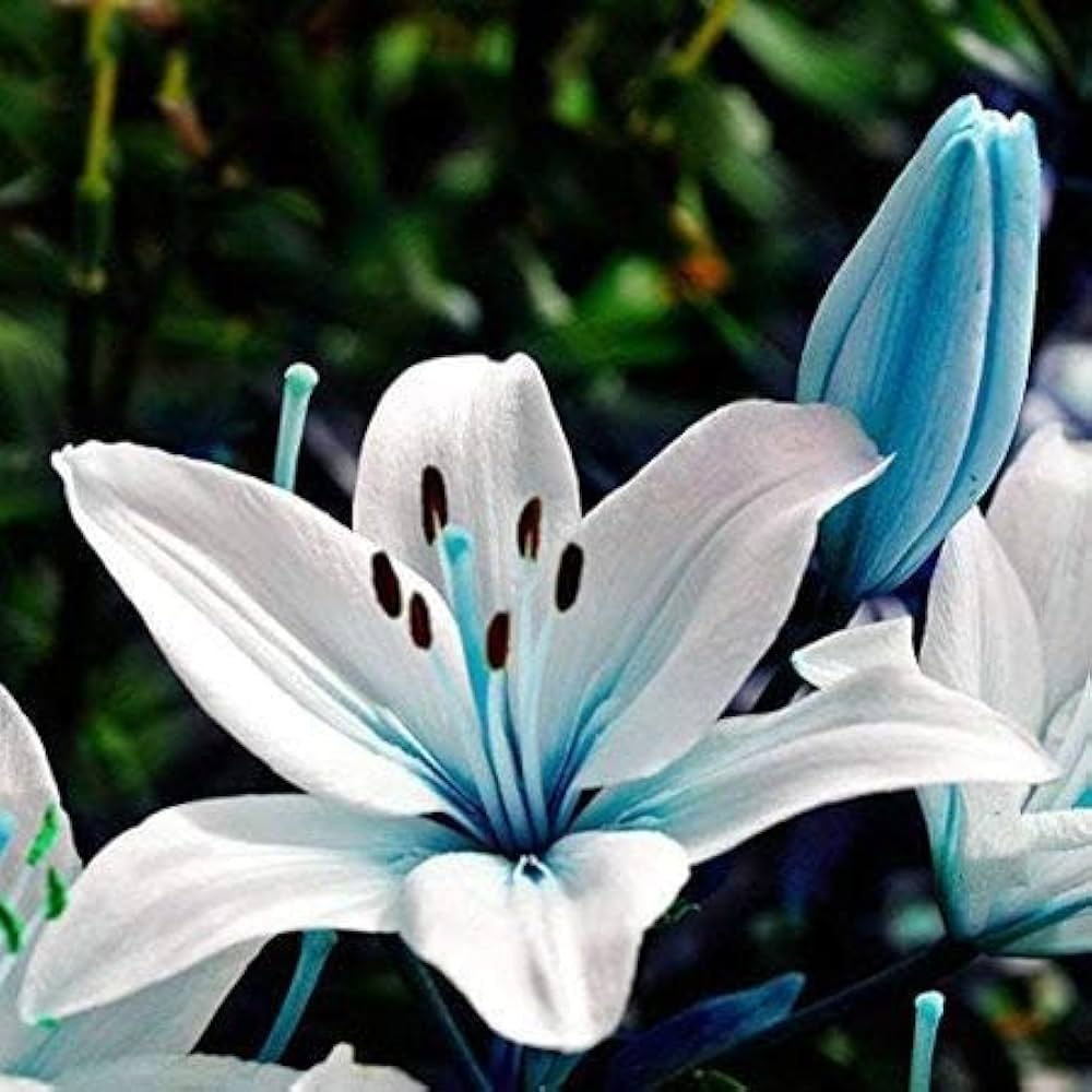 Premium Lilium Flower seeds for Planting Low Maintenance, Heirloom & GMO Free Seeds for Home Garden seeds