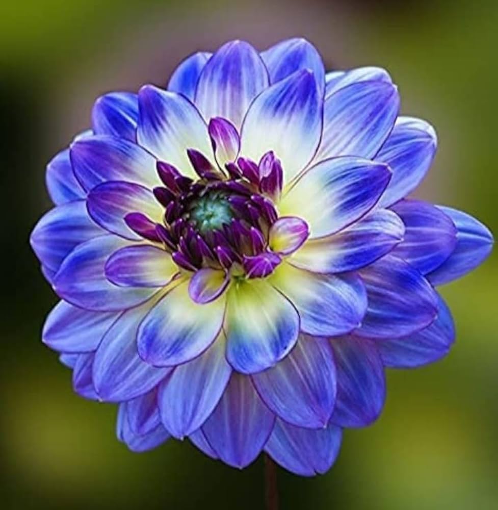 Purple Blue Chrysanthemum Flower seeds for Planting Compact Growth, Heirloom & GMO Free Seeds for Home Garden seeds for planting
