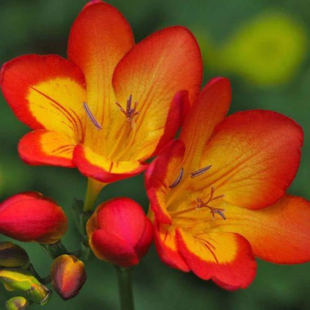 Yellow Orange Freesias Flower seeds for Planting Fragrant Blossoms, Heirloom & GMO Free Seeds for Home Garden vegetable and garden seeds