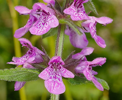 Marsh Woundwort (Stachys palustris) Hedge Nettle Herb Purple Flower Seeds