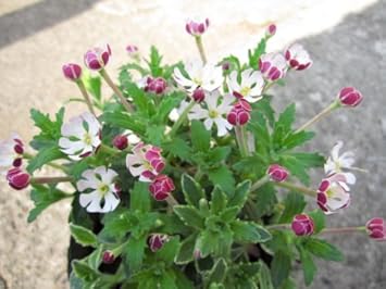 Premium White Pink Zaluzianskya Flower Seeds Flower seeds for Planting Vibrant Colors, Heirloom & GMO Free Seeds for Home Garden seeds
