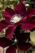 Maroon Clematis Flower seeds for Planting Drought Tolerant, Heirloom & GMO Free Seeds for Home Garden seeds for planting