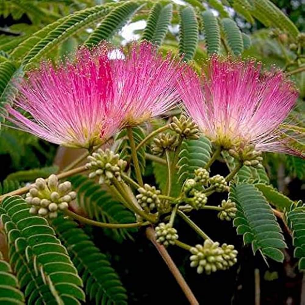 Pink White Mimosa Flower seeds for Planting Low Maintenance, Heirloom & GMO Free Seeds for Home Garden vegetable and garden seeds
