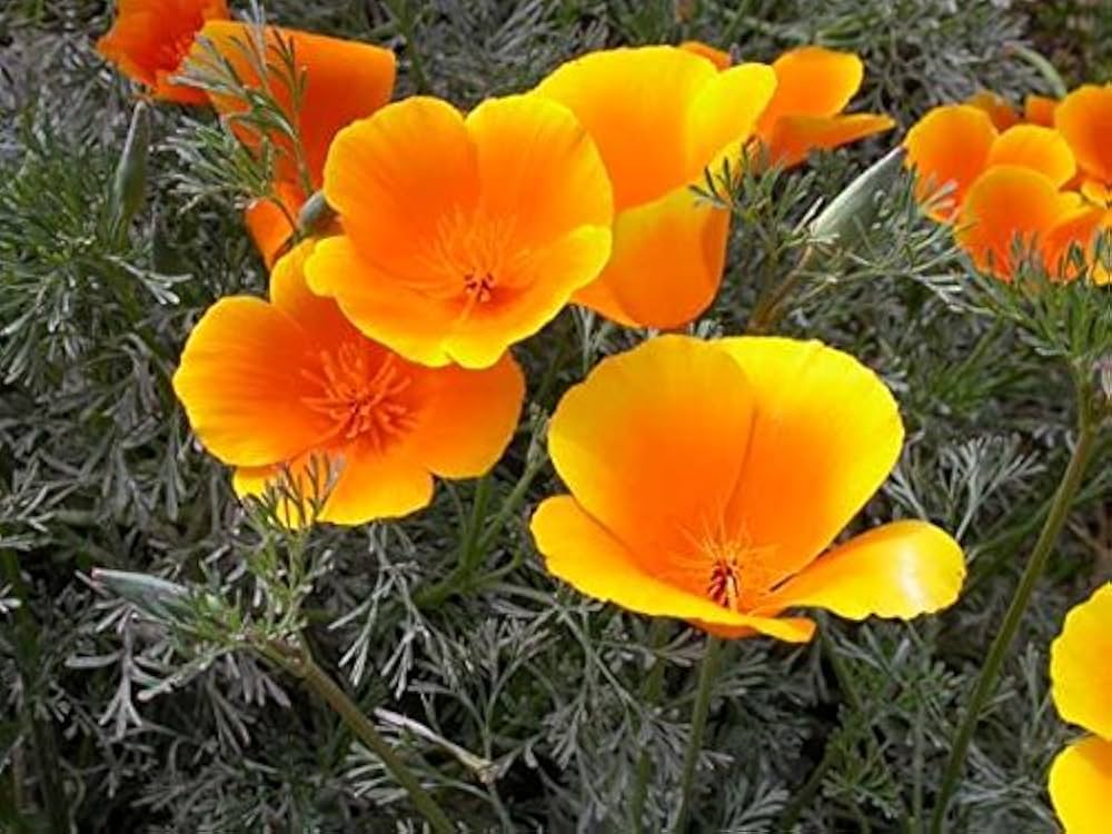 High quality Yellow Eschscholzia Flower seeds for Planting Colorful Display, Heirloom & GMO Free Seeds for Home Garden seeds pack