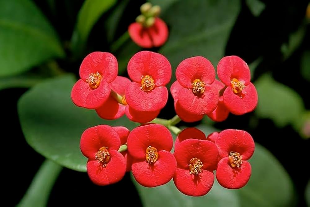 Deep Red Euphorbia Milii Flower seeds for Planting Pollinator Friendly, Heirloom & GMO Free Seeds for Home Garden seeds for planting