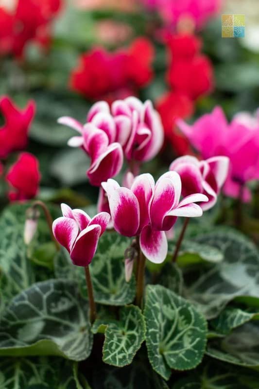 Premium Red White Cyclamen Flower seeds for Planting Seasonal Bloomer, Heirloom & GMO Free Seeds for Home Garden seeds