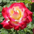 Dragon Rose Pink Yellow Flower seeds for Planting Fragrant Blossoms, Heirloom & GMO Free Seeds for Home Garden seeds for planting