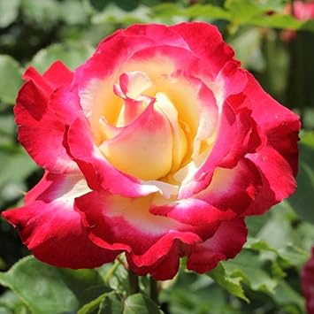 Dragon Rose Pink Yellow Flower seeds for Planting Fragrant Blossoms, Heirloom & GMO Free Seeds for Home Garden seeds for planting