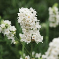 White Provence Lavender Flower seeds for Planting Drought Tolerant, Heirloom & GMO Free Seeds for Home Garden seeds for planting