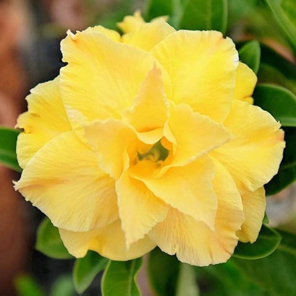 Obesum Flower seeds for Planting Fragrant Blossoms Heirloom & GMO Free Seeds for Home Garden