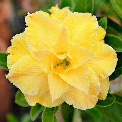 Obesum Flower seeds for Planting Fragrant Blossoms Heirloom & GMO Free Seeds for Home Garden