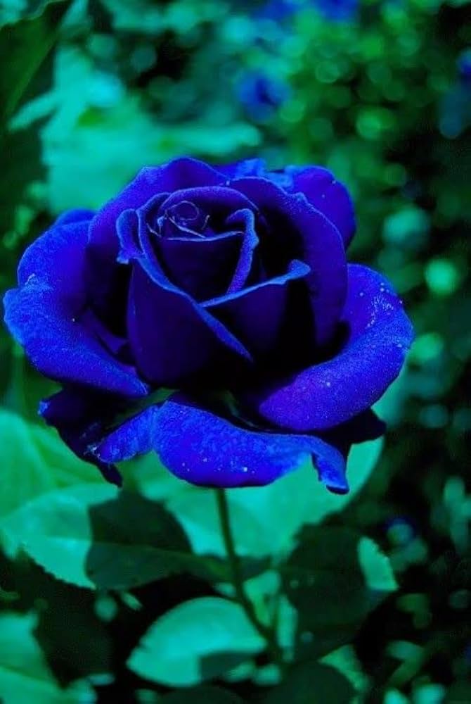 Dark Blue Rose Flower seeds for Planting Hardy Variety Heirloom & GMO Free Seeds for Home Garden